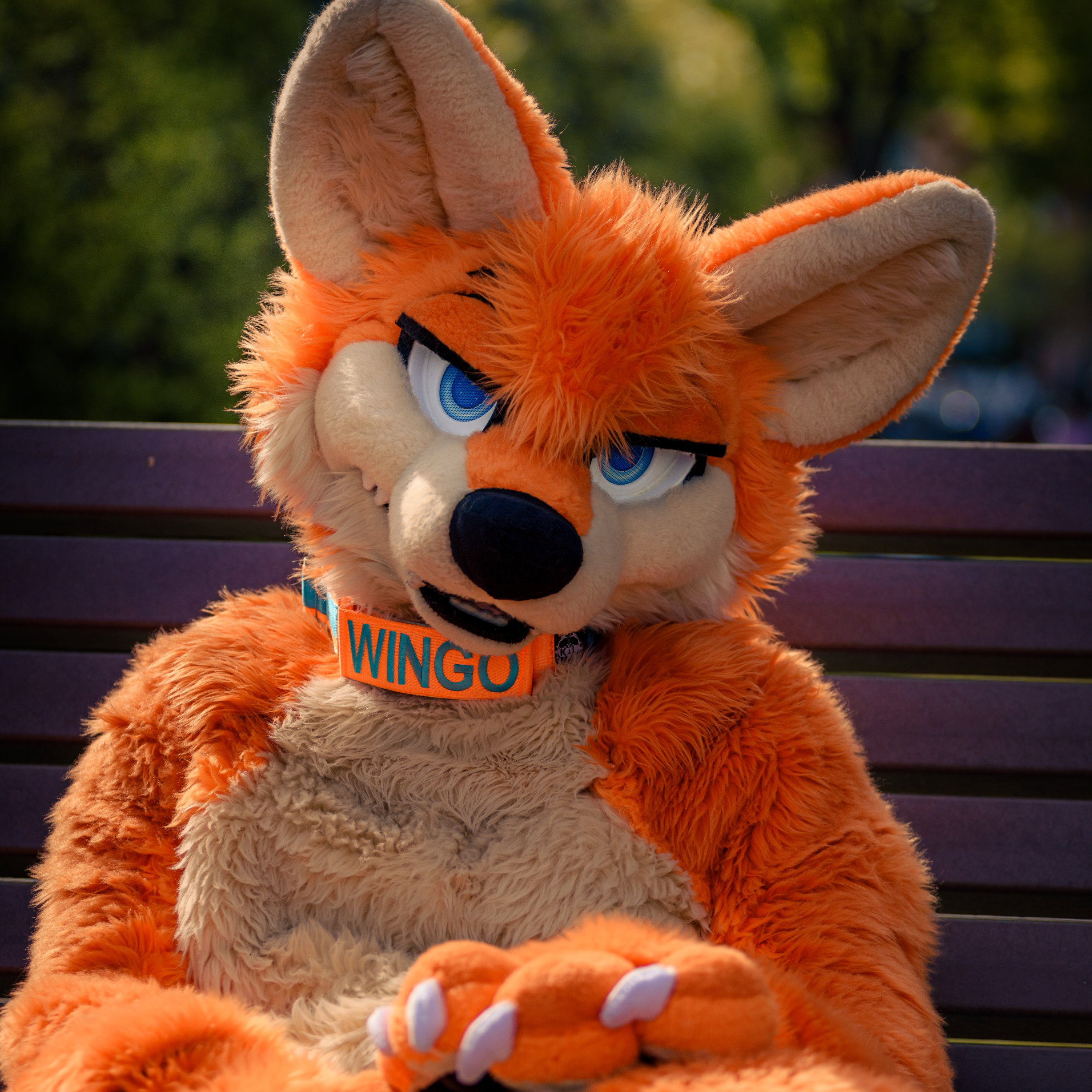 🐾Wingo🐾