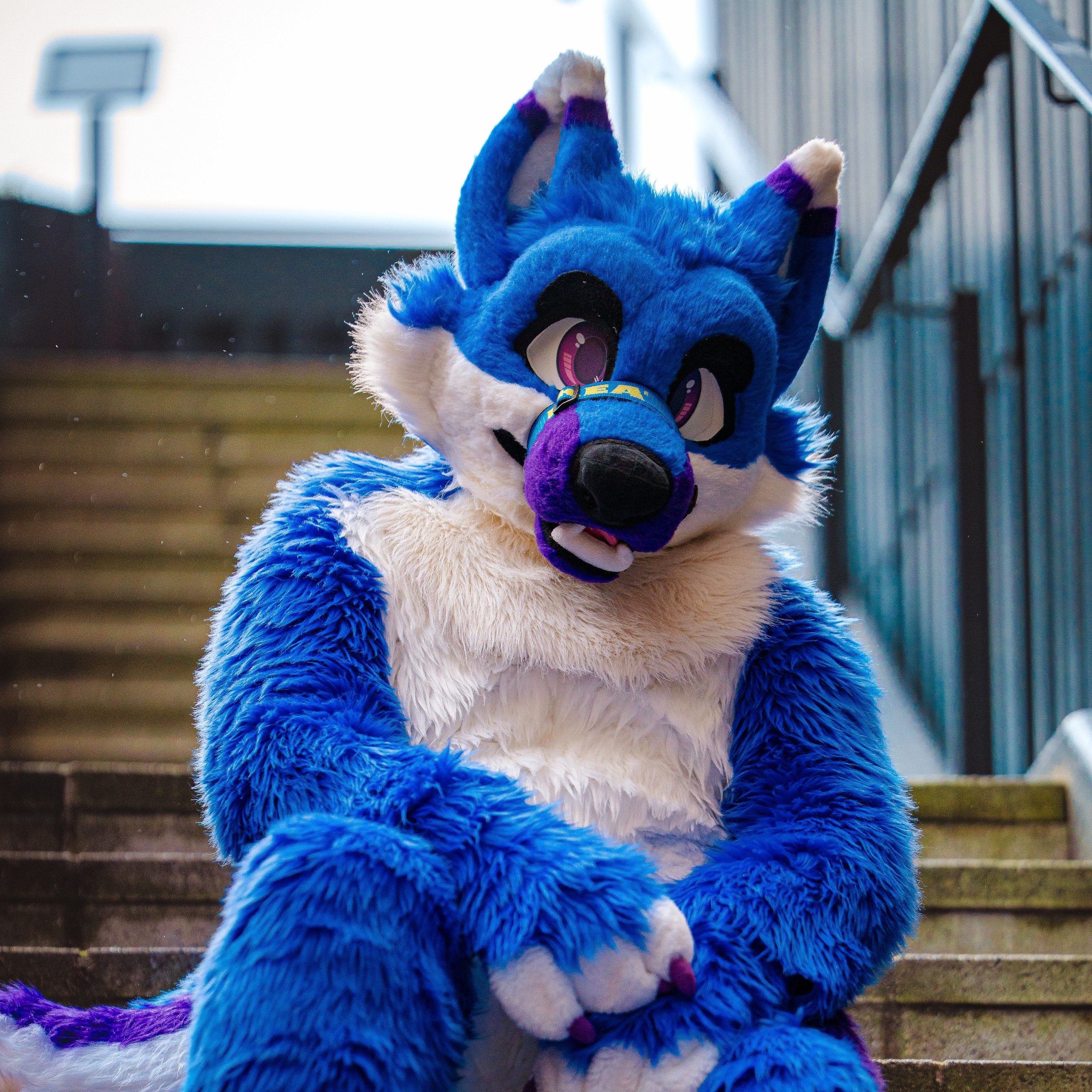 Doughnut Wuff