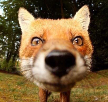 FOXGANG AMADEUS