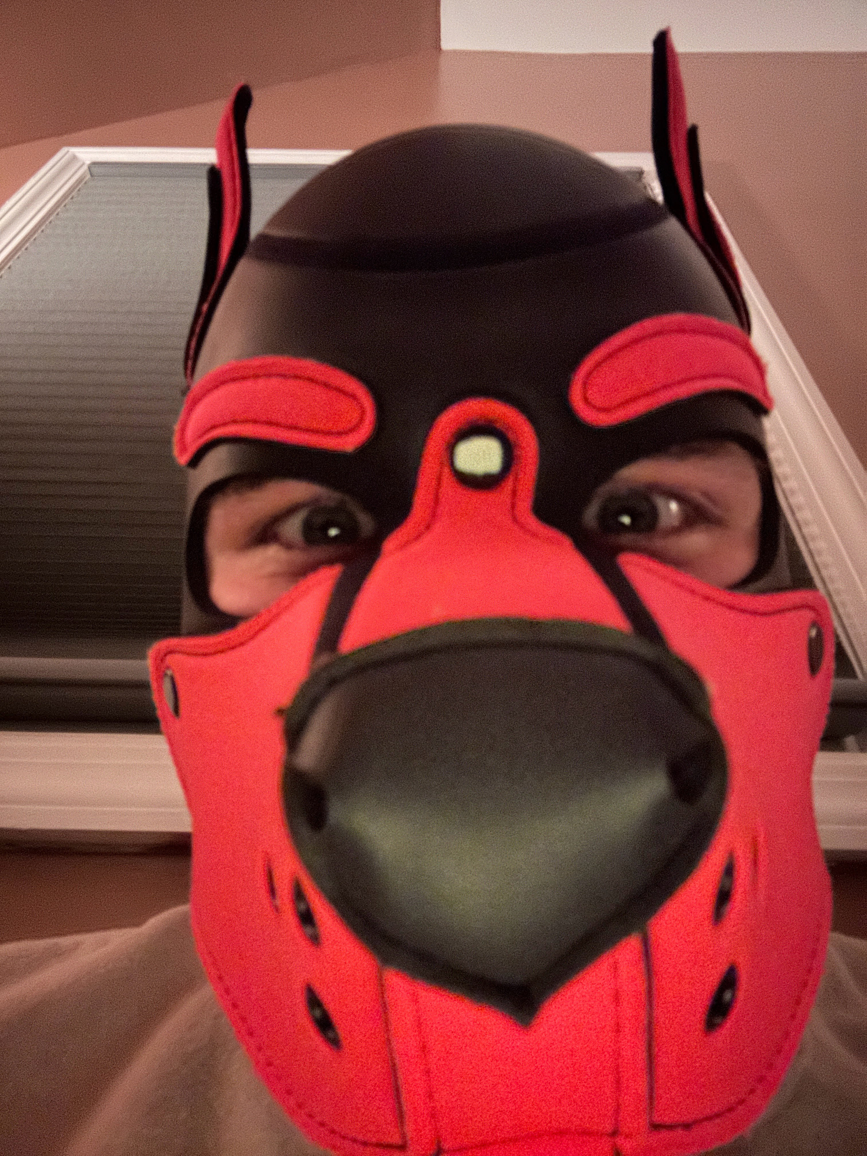 FADER! 🦮🐾