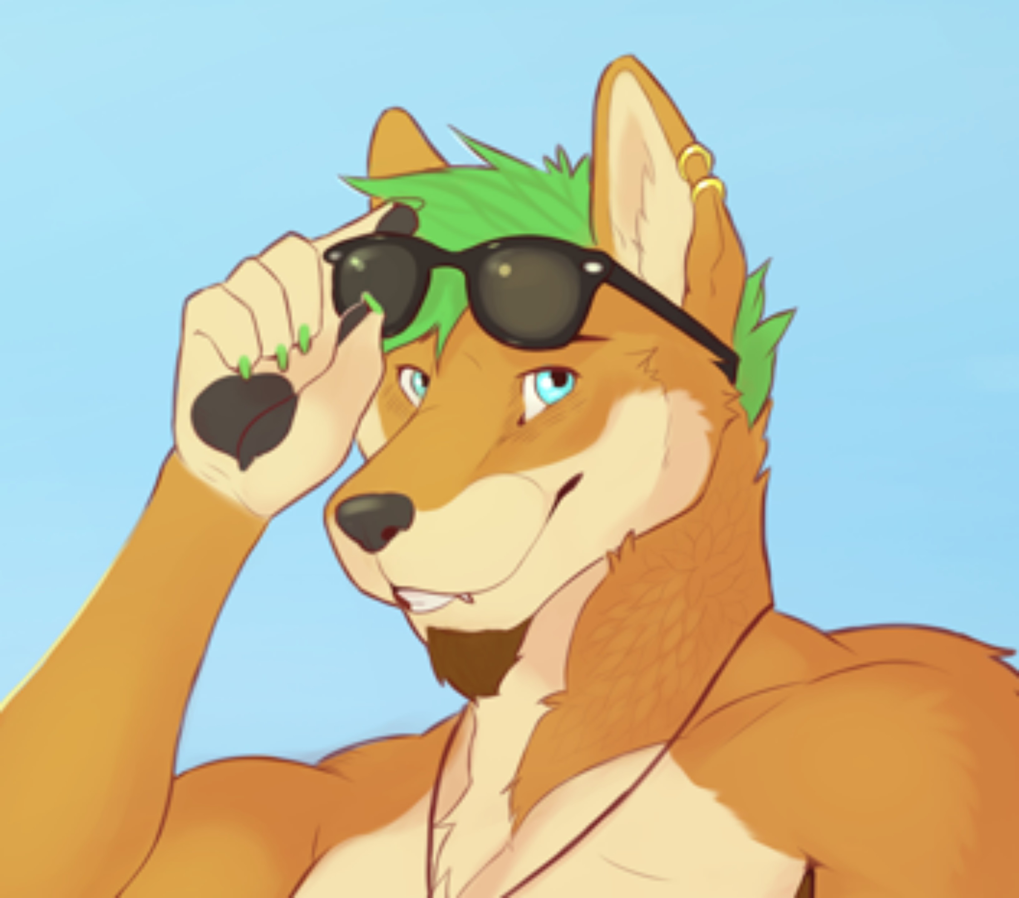 Urban Dingo