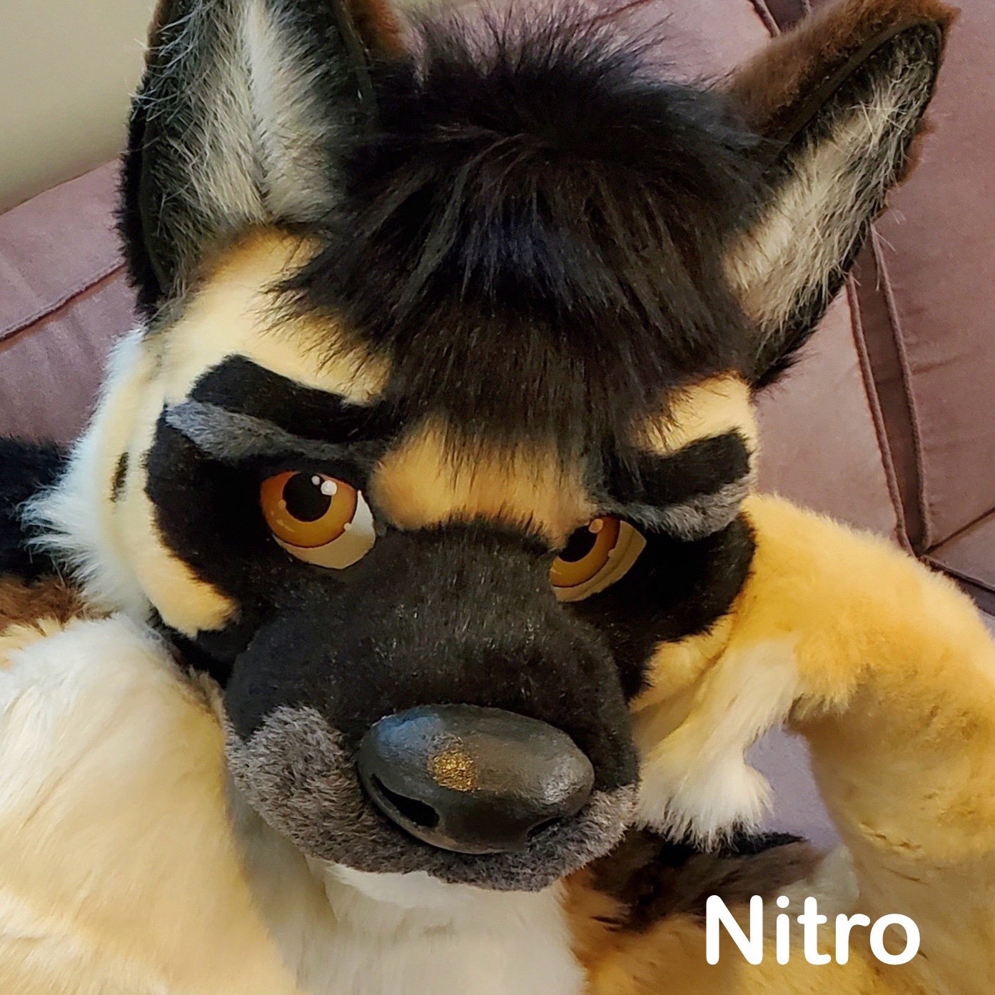 Nitro 🔜 Fetch Boat 🎉