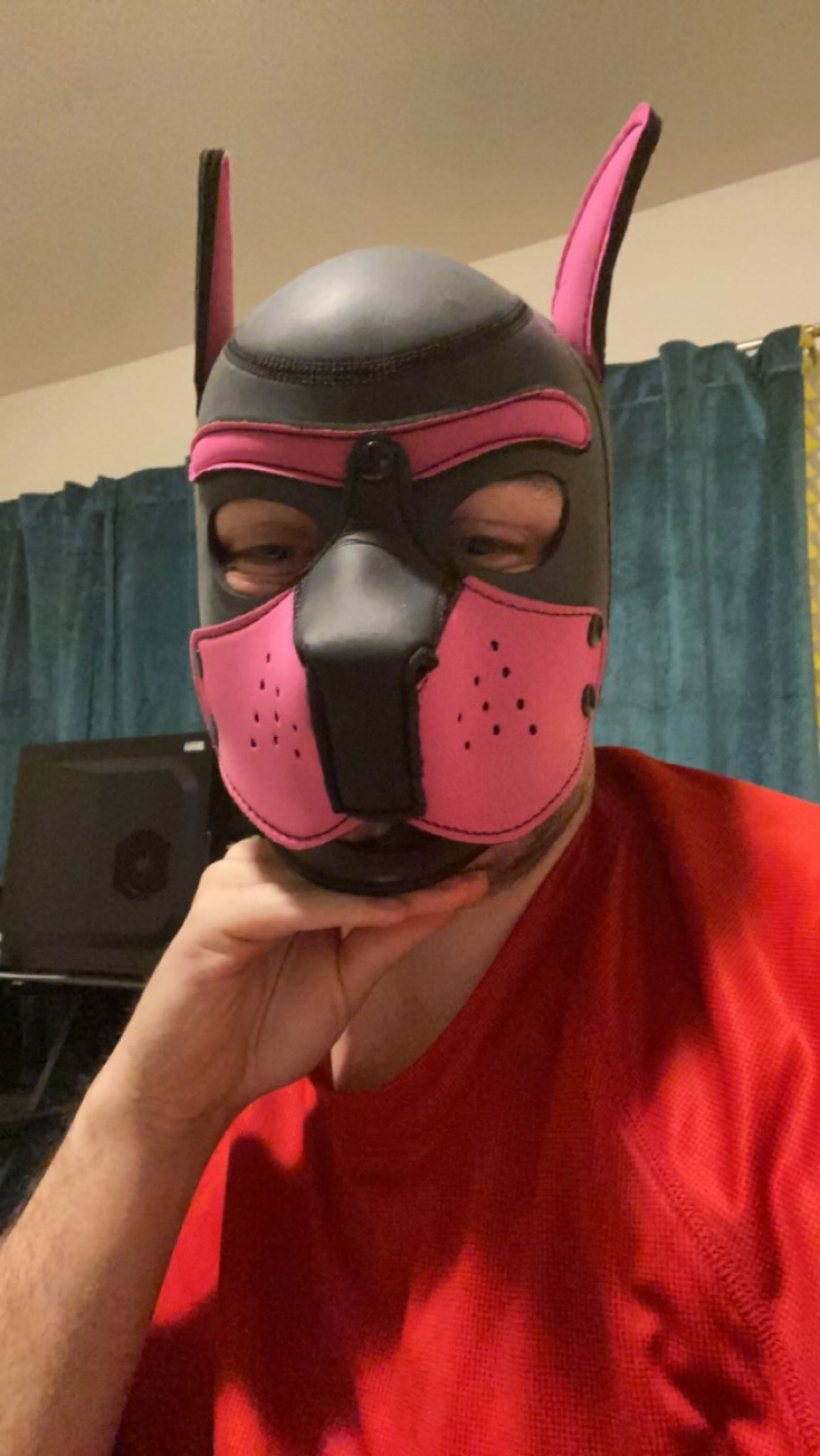 Pup Cobalt