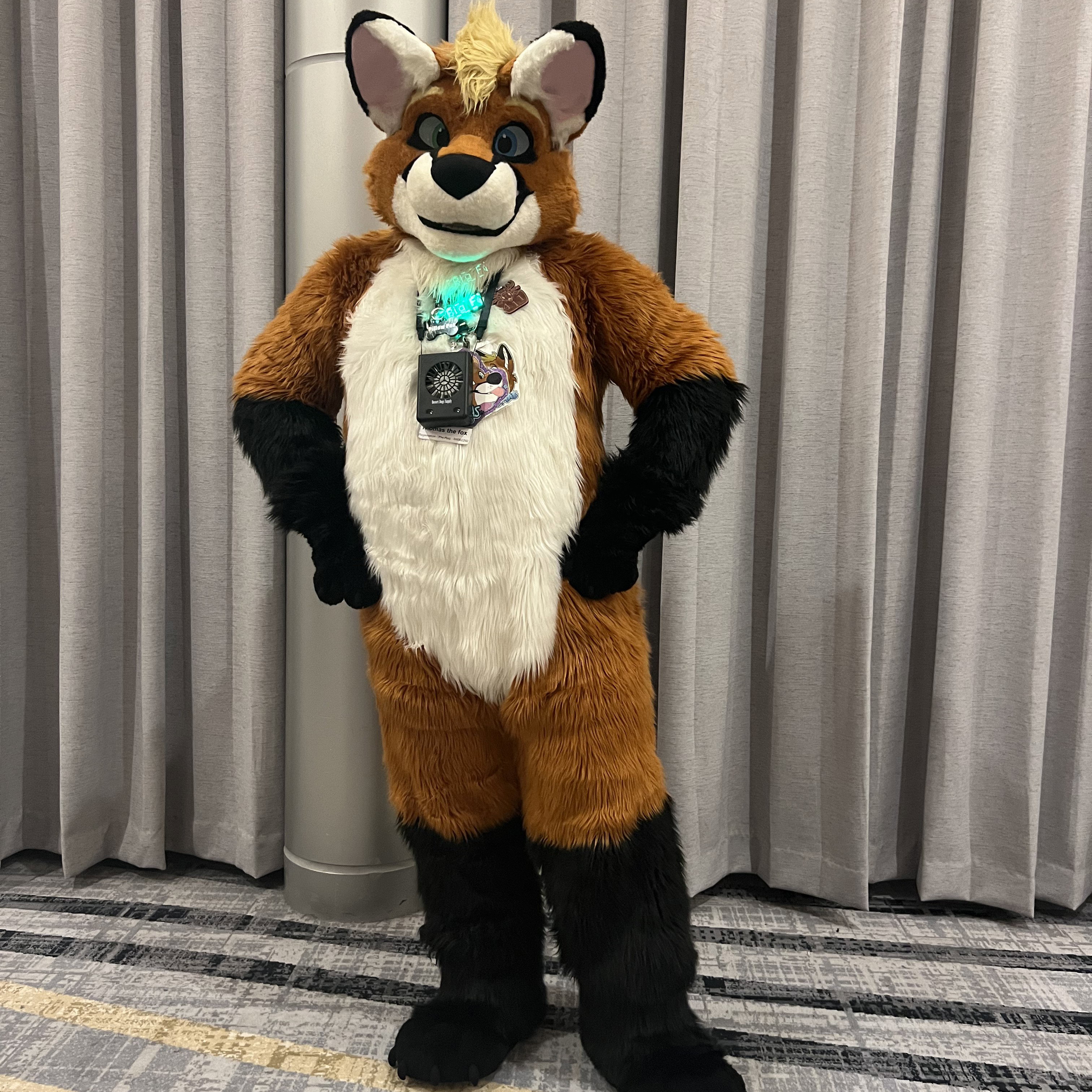 Thomas the fox