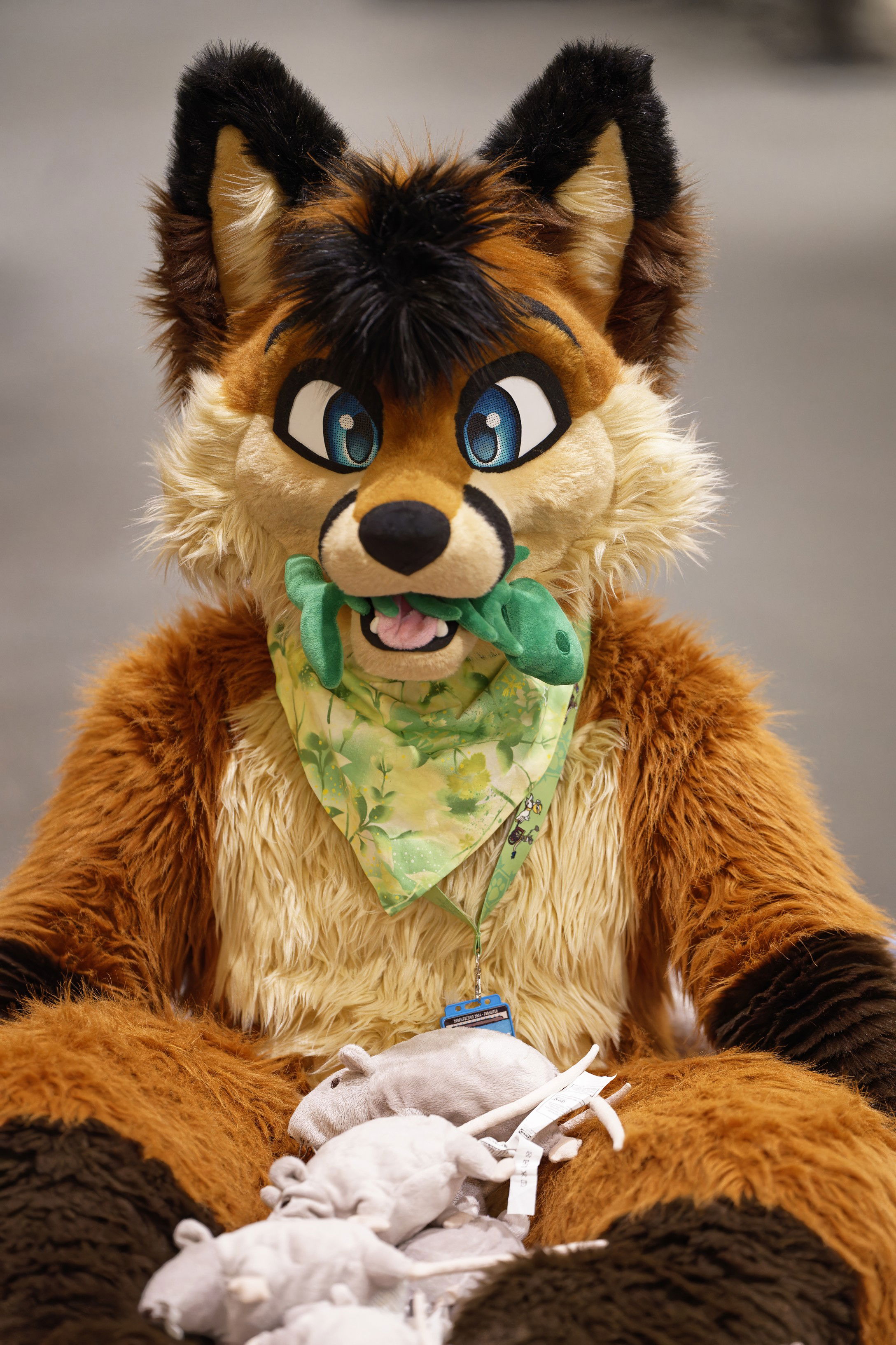 Cookie the Fox